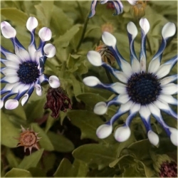 Nasiona Osteospermum biało-nieb szt.5 Nxx612