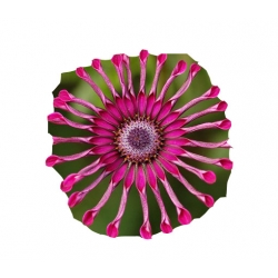 Nasiona Osteospermum różowe szt.5 N613