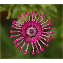 Nasiona Osteospermum różowe szt.5 Nxx613