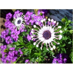 Nasiona Osteospermum różowe szt.5 Nxx613
