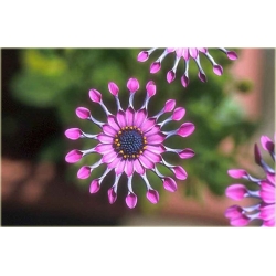 Nasiona Osteospermum różowe szt.5 Nxx613