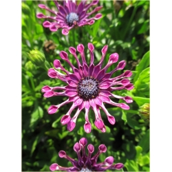 Nasiona Osteospermum różowe szt.5 Nxx613
