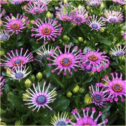 Nasiona Osteospermum różowe szt.5 Nxx613