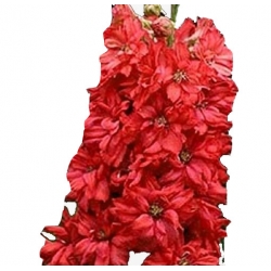 Nasiona Ostróżka Królewska CZERWONA szt.5 N535