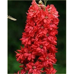 Nasiona Ostróżka Królewska czerwo szt.5 Nxx535