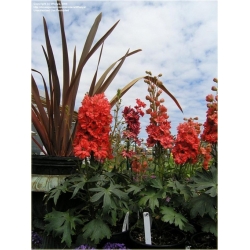 Nasiona Ostróżka Królewska czerwo szt.5 Nxx535