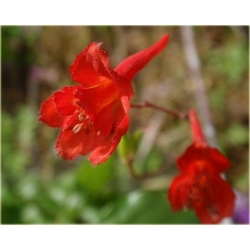 Nasiona Ostróżka Królewska czerwo szt.5 Nxx535