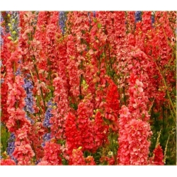 Nasiona Ostróżka Królewska czerwo szt.5 Nxx535