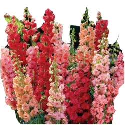 Nasiona Ostróżka Królewska mix szt.5 N76