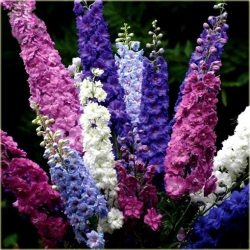 Nasiona Ostróżka Królewska szt.5 Nxx76