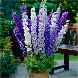 Nasiona Ostróżka Królewska szt.5 Nxx76