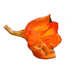 Nasiona Ostróżka Królewska POMARAŃCZOWA szt.5 N536