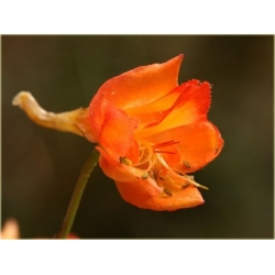 Nasiona Ostróżka Królewska pomara szt.5 Nxx536