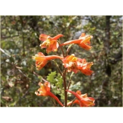 Nasiona Ostróżka Królewska pomara szt.5 Nxx536