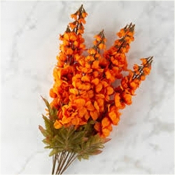 Nasiona Ostróżka Królewska pomara szt.5 Nxx536