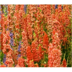 Nasiona Ostróżka Królewska pomara szt.5 Nxx536