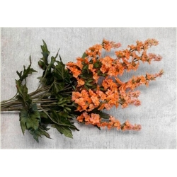 Nasiona Ostróżka Królewska pomara szt.5 Nxx536