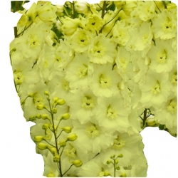 Nasiona Ostróżka Królewska ŻÓŁTA szt.5 N534