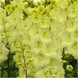 Nasiona Ostróżka Królewska ŻÓŁTA szt.5 Nxx534