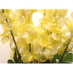 Nasiona Ostróżka Królewska ŻÓŁTA szt.5 Nxx534