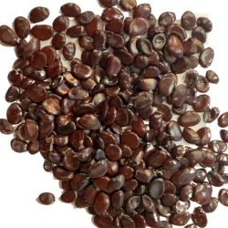 Nasiona Pałecznik chiński Decaisnea fargesii