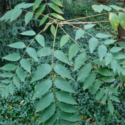 Nasiona Pałecznik chiński szt.3 Nxx679