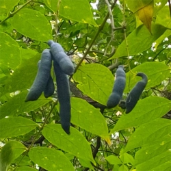 Nasiona Pałecznik chiński szt.3 Nxx679