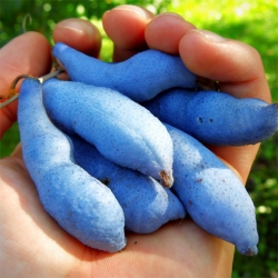 Nasiona Pałecznik chiński szt.3 Nxx679