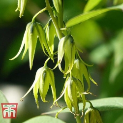 Nasiona Pałecznik chiński szt.3 Nxx679