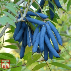 Nasiona Pałecznik chiński szt.3 Nxx679