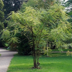 Nasiona Pałecznik chiński szt.3 Nxx679