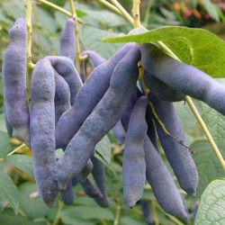 Nasiona Pałecznik chiński szt.3 Nxx679