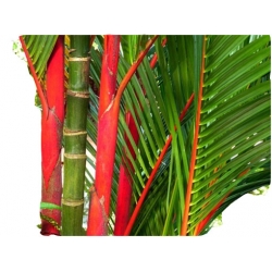 Nasiona Palma czerwona Lipstick szt.3 N521