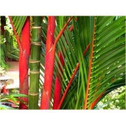 Nasiona Palma czerwona Lipstick szt.3 Nxx521