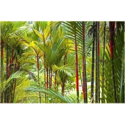 Nasiona Palma czerwona Lipstick szt.3 Nxx521