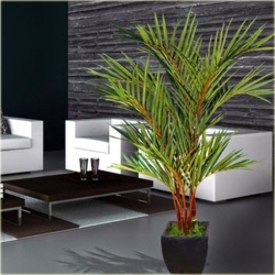 Nasiona Palma czerwona Lipstick szt.3 Nxx521