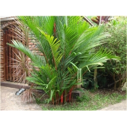 Nasiona Palma czerwona Lipstick szt.3 Nxx521