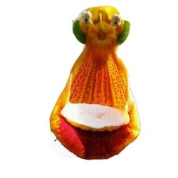 Nasiona Pantofelnik uniflora szt.5 N65