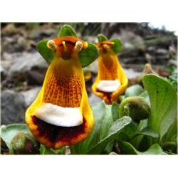 Nasiona Pantofelnik uniflora szt.5 Nxx65