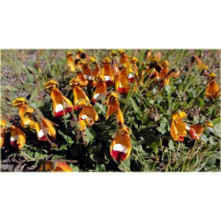 Nasiona Pantofelnik uniflora szt.5 Nxx65