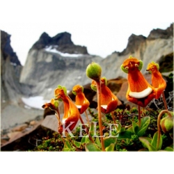 Nasiona Pantofelnik uniflora szt.5 Nxx65