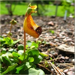 Nasiona Pantofelnik uniflora szt.5 Nxx65