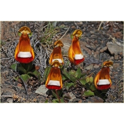 Nasiona Pantofelnik uniflora szt.5 Nxx65