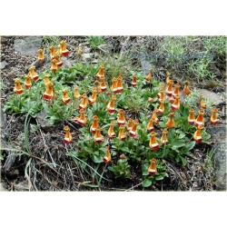 Nasiona Pantofelnik uniflora szt.5 Nxx65