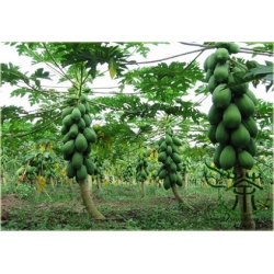 Nasiona Papaja Krasnolud szt.5 Nxx378