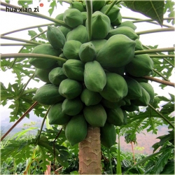 Nasiona Papaja Krasnolud szt.5 Nxx378