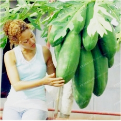 Nasiona Papaja Krasnolud szt.5 Nxx378