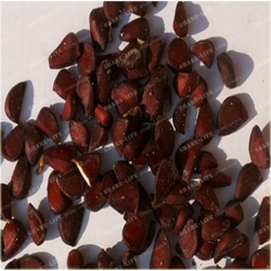 Nasiona Papaja Krasnolud szt.5 Nxx378