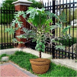 Nasiona Papaja Krasnolud szt.5 Nxx378