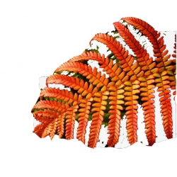 Nasiona Paproć ogrodowa czerwona szt.5 N304